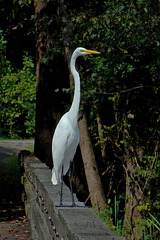 Great Egret