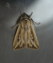 L-album Wainscot Moth