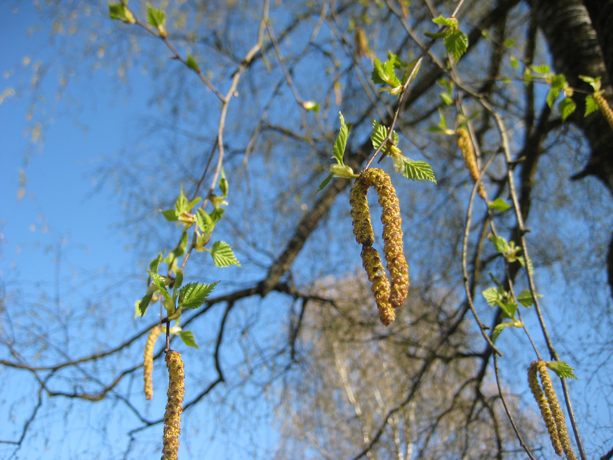 Birke (Betula)