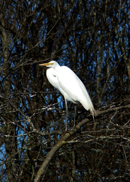 Great egret