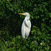 Great egret in tree