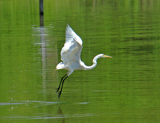 Great egret lifting off