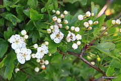 Hawthorn in blossom