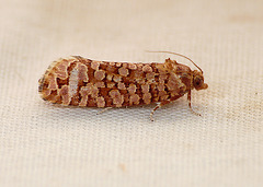 Lozotaeniodes formosanus