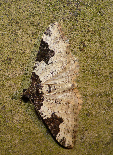 Garden Carpet