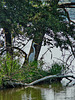 Great egret on island