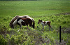 Chincoteague Ponies