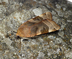Broad-bordered Yellow Underwing