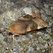 Broad-bordered Yellow Underwing