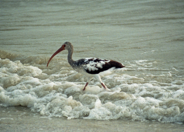 Young White Ibis