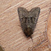 Tawny Marbled Minor Moth