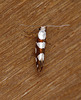 Argyresthia brockeella Top
