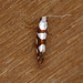 Argyresthia brockeella Top