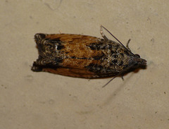 Epinotia Nisella f. Decorana