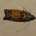 Epinotia Nisella f. Decorana