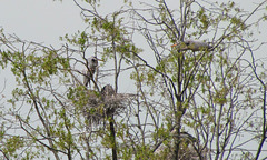 Great Blue Herons at a Rookery