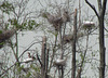 Great Egrets, Great Blue Herons and a Cormorant at a Rookery