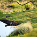 Tranquil afternoon by the pond
