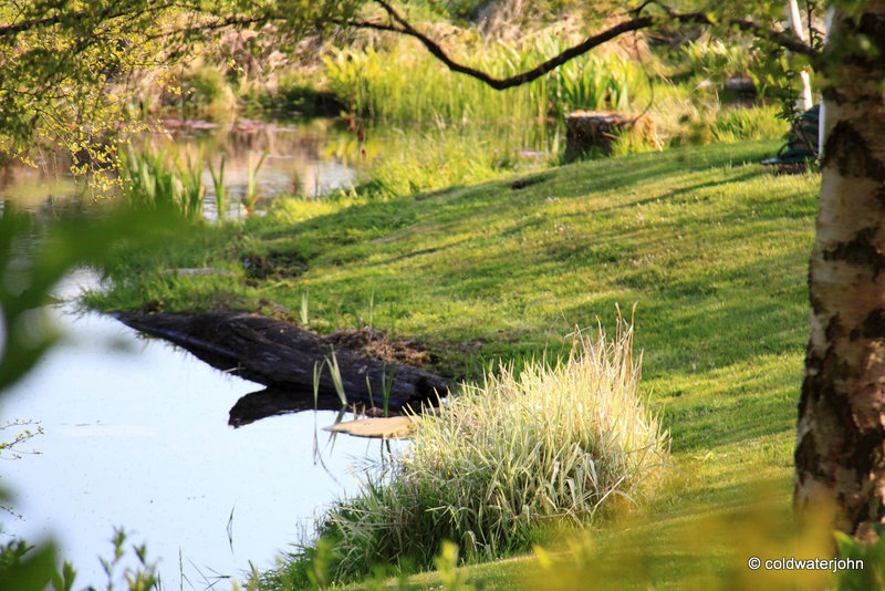 Tranquil afternoon by the pond
