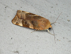 Broad-bordered Yellow Underwing Noctua fimbriata