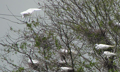 Great Egrets at a Rookery