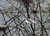 Great Egrets at a Rookery