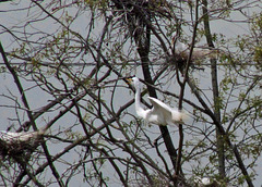 Great Egrets at a Rookery