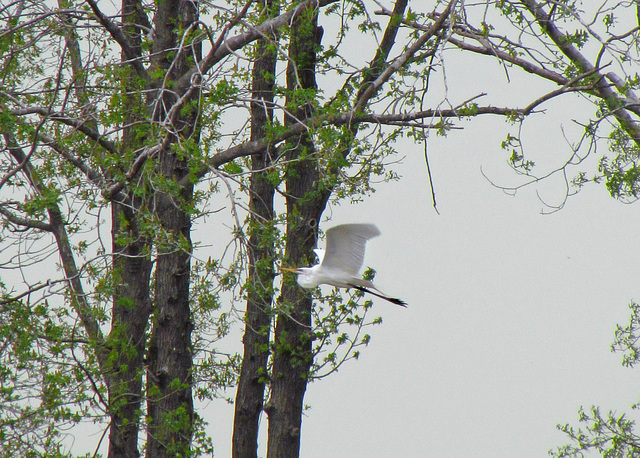 Great Egret at a Rookery