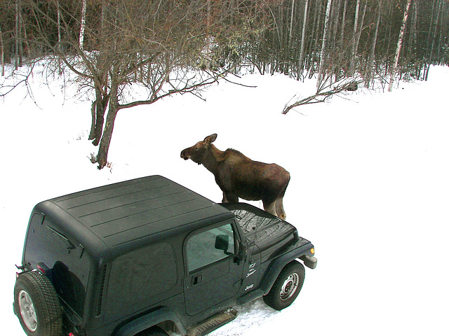 Start your day with a little morning moose!