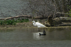 Great Egret and American Coots