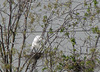 Great Egret at a Rookery