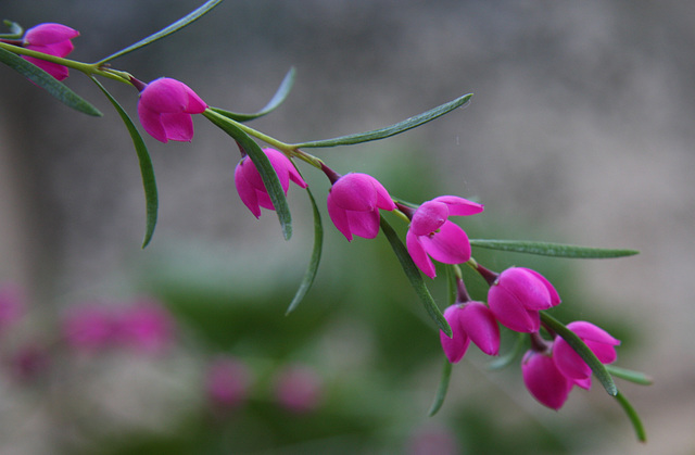 Boronia