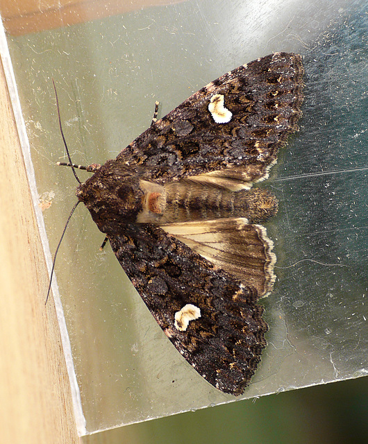 Dot Moth Melanchra persicariae