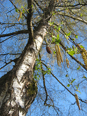 Birke (Betula)