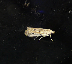 Phycitodes binaevella