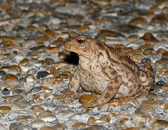 Fat Common Toad