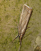 Chrysoteuchia Culmella