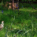 Hen pheasant plucking up the courage to come for some peanuts