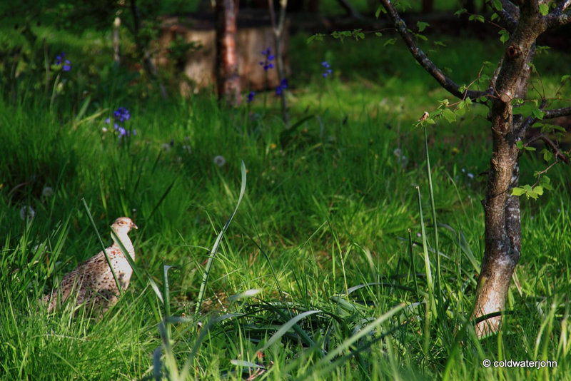 Hen pheasant plucking up the courage to come for some peanuts