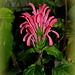 Justicia carnea