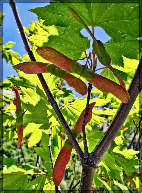 Maple Seed Bats