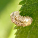 Patio Life: Hoverfly Larva Top
