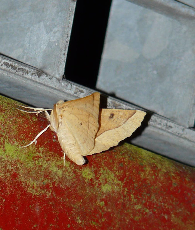 Scalloped Oak