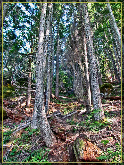 Pine Forest