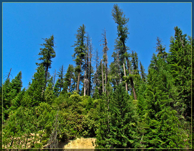 Parking Lot Trees