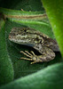 Lizard Under a Bush