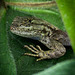 Lizard Under a Bush