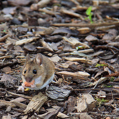 Field mouse helping itself to a peanut