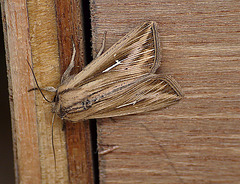 L-album Wainscot Moth