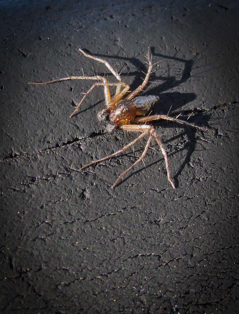 Spider on Tire